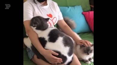 Fase 2? Non tutti gli animali sono pronti alla socialità