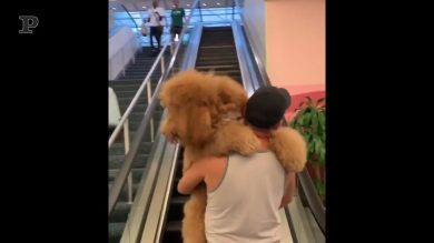 Che avete da guardare? Quando il tuo cane non passa inosservato