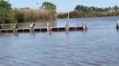 L’incredibile prodezza della lince rossa