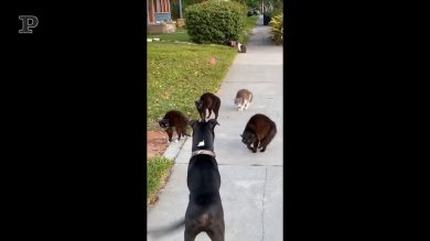 Da qui non si passa, parola della banda dei gatti