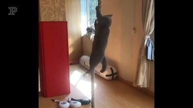 Quando il tuo gatto si allena a livello pro