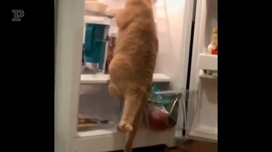 Attacco di fame? Ecco come reagisce il gatto