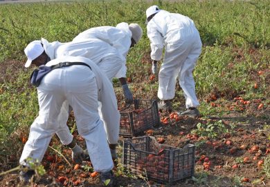 Il governo litiga sul permesso temporaneo di sei mesi e i pomodori a novembre