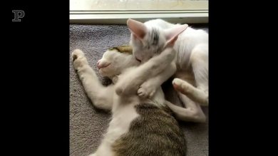 Quando i gattini si fanno le coccole, ma uno dei due esagera
