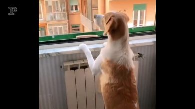 Quando il tuo cane è un patriota