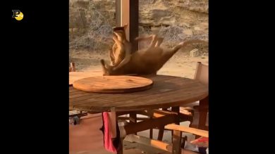 La lotta tra i due canguri tutta da ridere