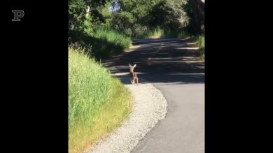 Il cerbiatto corre verso i turisti, poi ci ripensa