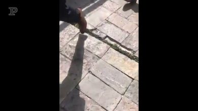 Terremoto in Messico, la strada squarciata a metà