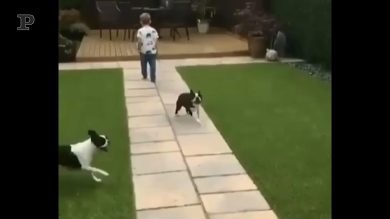 I cani non lasciano giocare il bimbo, lui si offende e se ne va