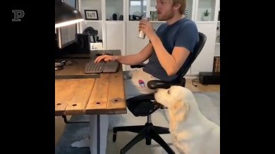 Fido assistente in ufficio, regge anche la birra
