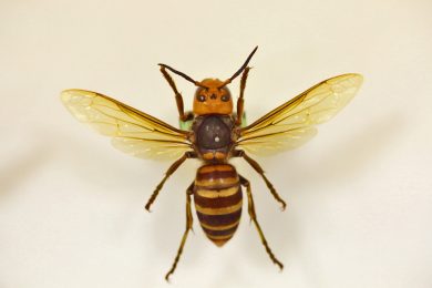 Ci mancava pure la vespa killer