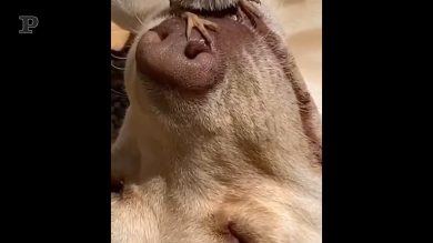 La strana (e tenera) amicizia tra Fido e un uccellino