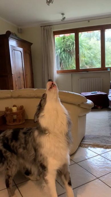 Il cane ulula quando sente la sirena