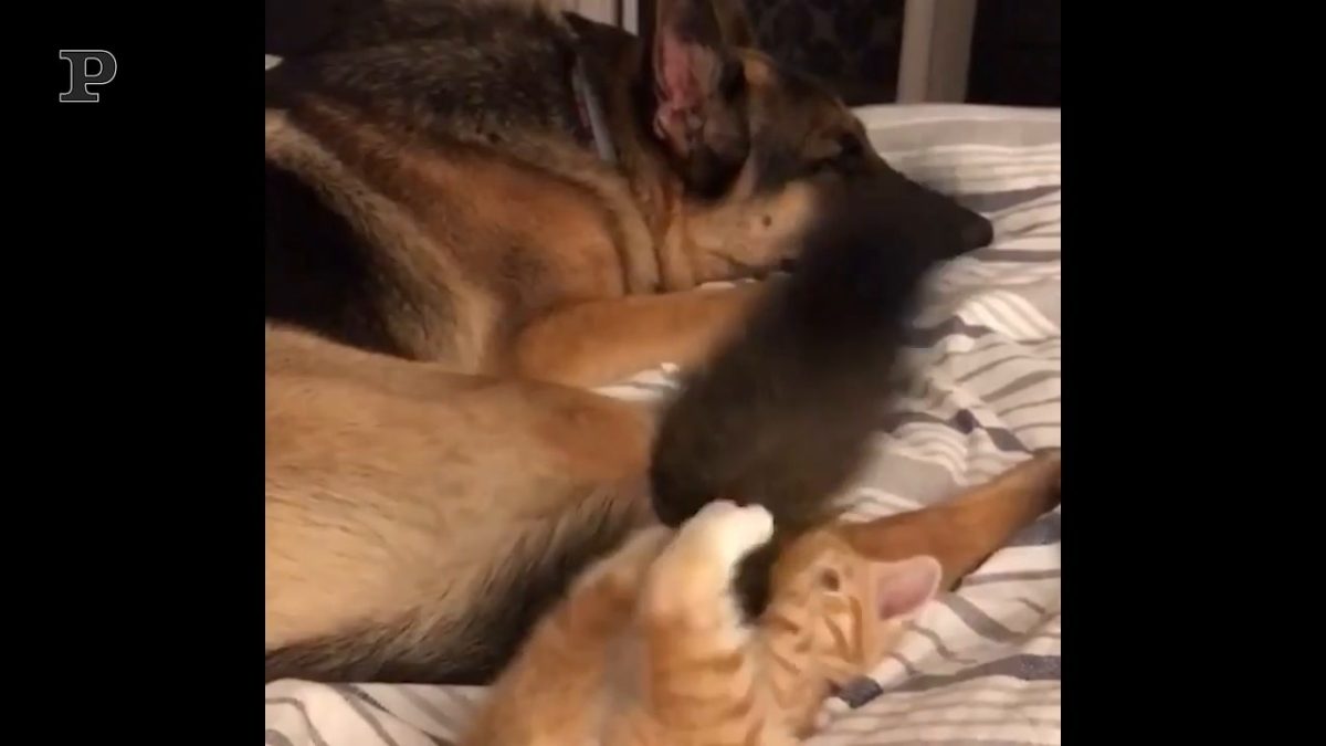 Fido non vede l’ora di scartare il pacco, il video Fido non vede l’ora di scartare il pacco, il video