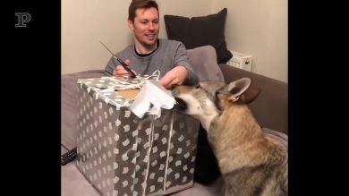 Fido non vede l’ora di scartare il pacco, il video