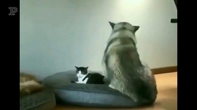 Quando Fido dice al micio: “Fammi posto sul cuscino”