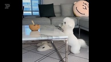 Il cane vuole il pranzo, ma per raggiungerlo serve esercizio