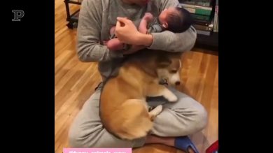 Quando arriva un nuovo bimbo, e Fido diventa geloso