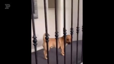 “Fai piano che ci scoprono”, i cani quando pensano di non essere visti