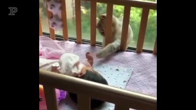 Quando il micio è anche un’ottima tata