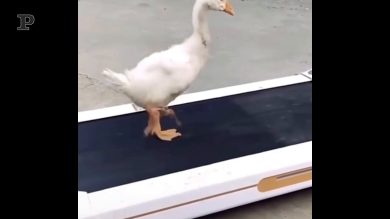 L’oca e il suo moonwalk da urlo