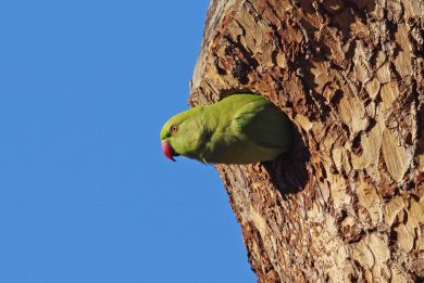 L’invasione degli alieni verdi