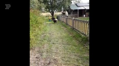 “Pista!”, nessuno ferma la corsa di questa pecorella