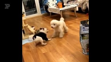 Quando i tuoi cani fanno gli squat come in palestra