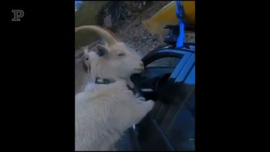 L’auto è ferma, le capre curiose ci infilano la testa per vedere chi c’è dentro