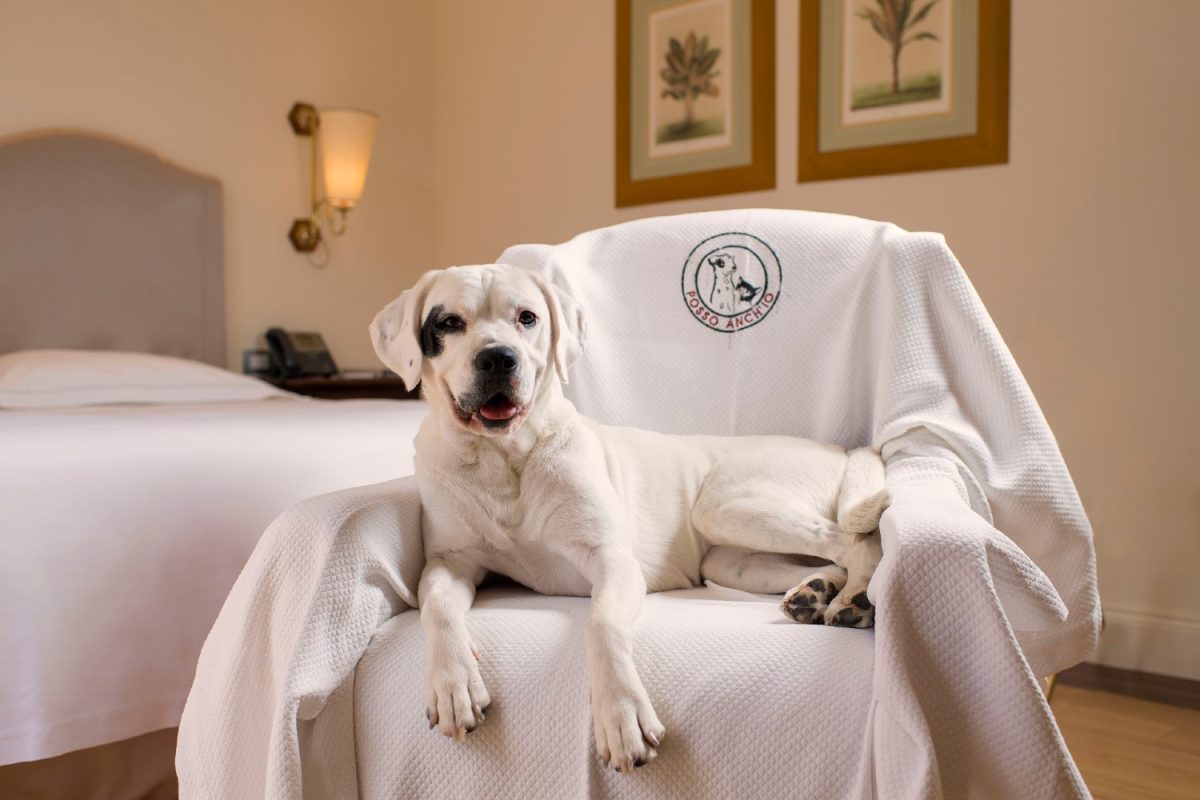 Galleria foto 'Vacanze a 4 zampe. Che lusso la vita da cani in hotel' - foto 5