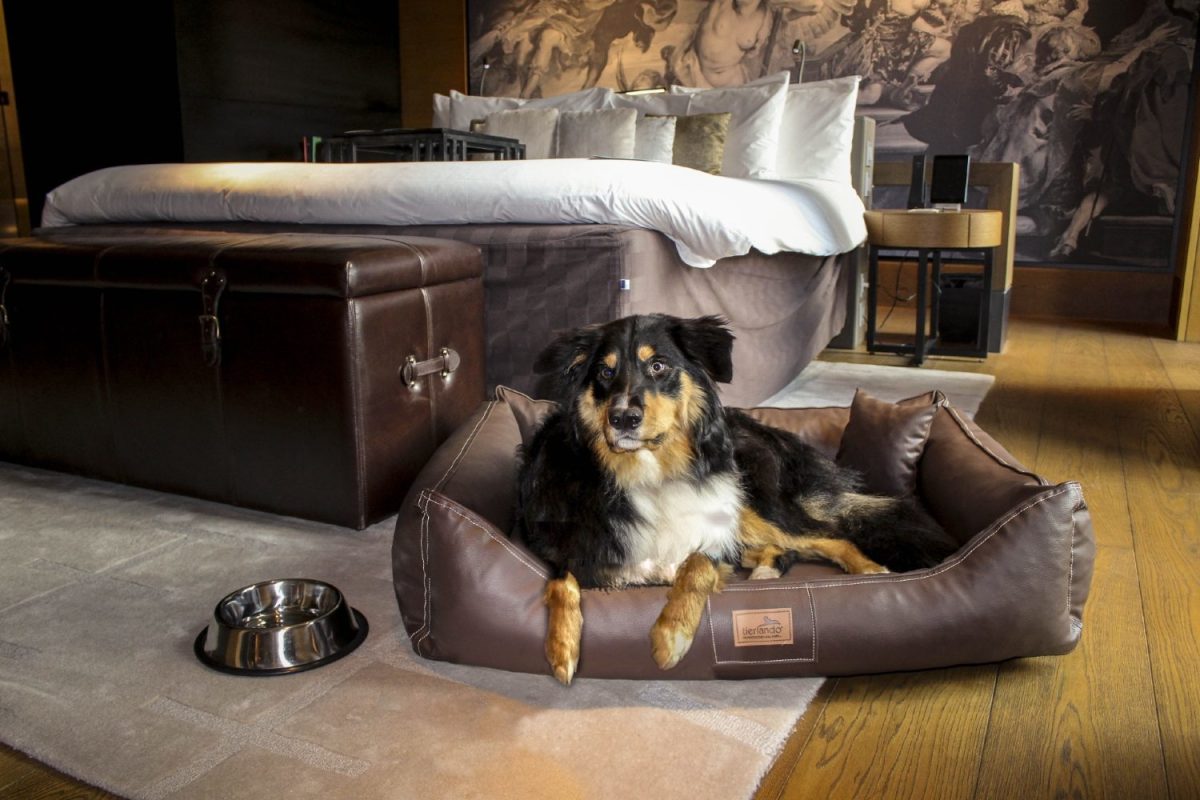 Galleria foto 'Vacanze a 4 zampe. Che lusso la vita da cani in hotel' - foto 8