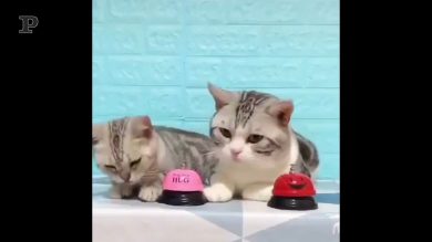 “Drin drin”, il gattino suona e arriva il dolcetto