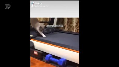 Lo schianto del gattino sul tapis roulant è tutto da ridere