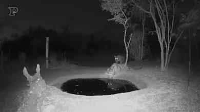 Sudafrica, lo spavento del leopardo sorpreso mentre beve