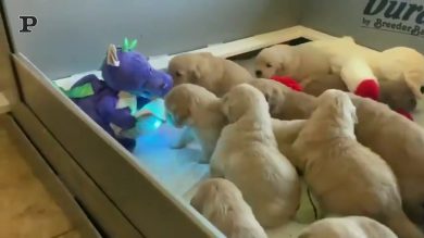 A scuola con il prof. dinosauro (di peluche): la classe di cagnolini ascolta rapita