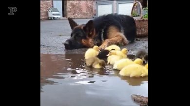 Pastore tedesco sorveglia le paperelle mentre fanno il bagno
