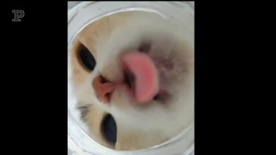 Il gattino beve dal bicchiere: la scena è tenerissima