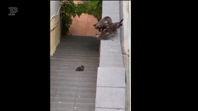 Il gattino non riesce a saltare. Lo salva la mamma