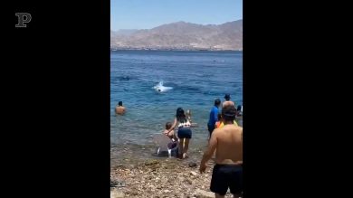 Israele, uno squalo a pochi metri dalla spiaggia scatena il panico