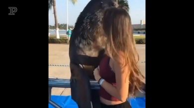 Il leone marino in posa per la foto… Con linguaccia