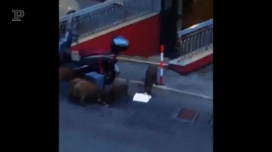 Il fattorino fa una consegna e i cinghiali gli rubano le pizze