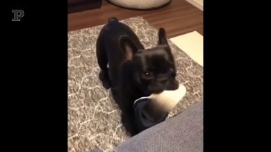 Il cane non vuole mollare la pantofola