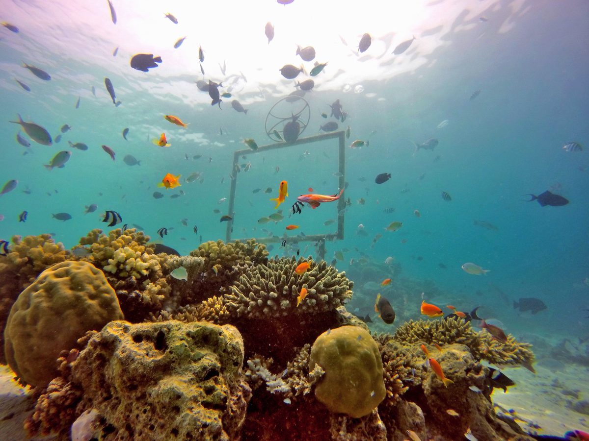 Galleria foto '10 meraviglie delle Maldive che riaprono ai turisti | foto' - foto 3