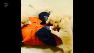 I cuccioli all’assalto del padrone