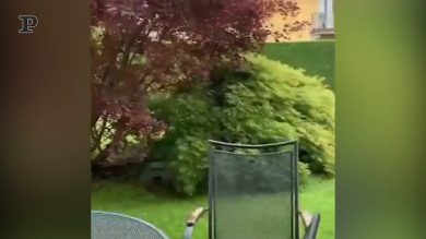 Ecco la vera essenza di cani e gatti