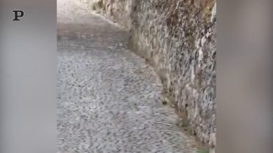 Orsi a spasso per le vie di San Sebastiano dei Marsi