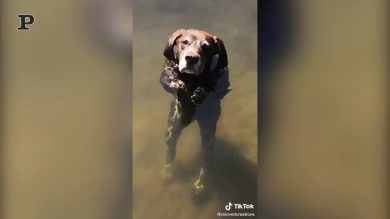 Oggi è la giornata mondiale dei cani