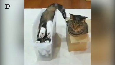 Esistono due tipi di gatti