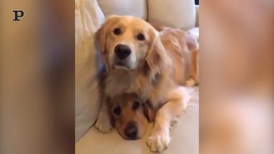 Quanti cani ci sono sdraiati sul divano?