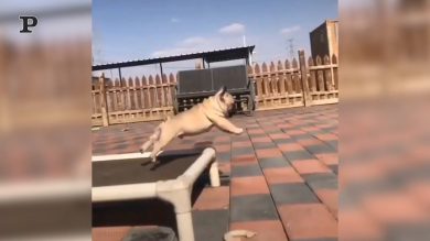 Quando il cane sbaglia il salto dal letto…